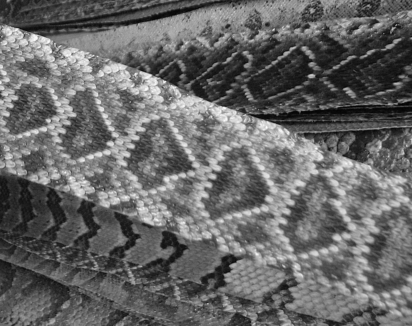 Hoofer-snakeskins-B&amp;W