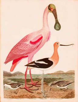 spoonbill